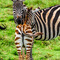 Ngorongoro Crater